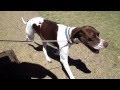 How to care for an English Pointer dog の動画、YouTube動画。