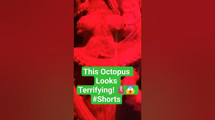 I saw an octopus this close first time..!! 🐙 #octopus #shorts