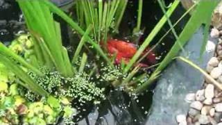 Goldfish Spawning Behaviour