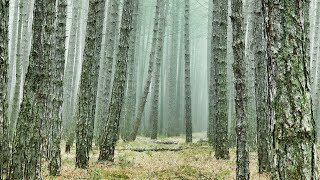 《通天传说》  作者：蕞髙傲滴卑微 第 0201- 210 章 精品有声小说