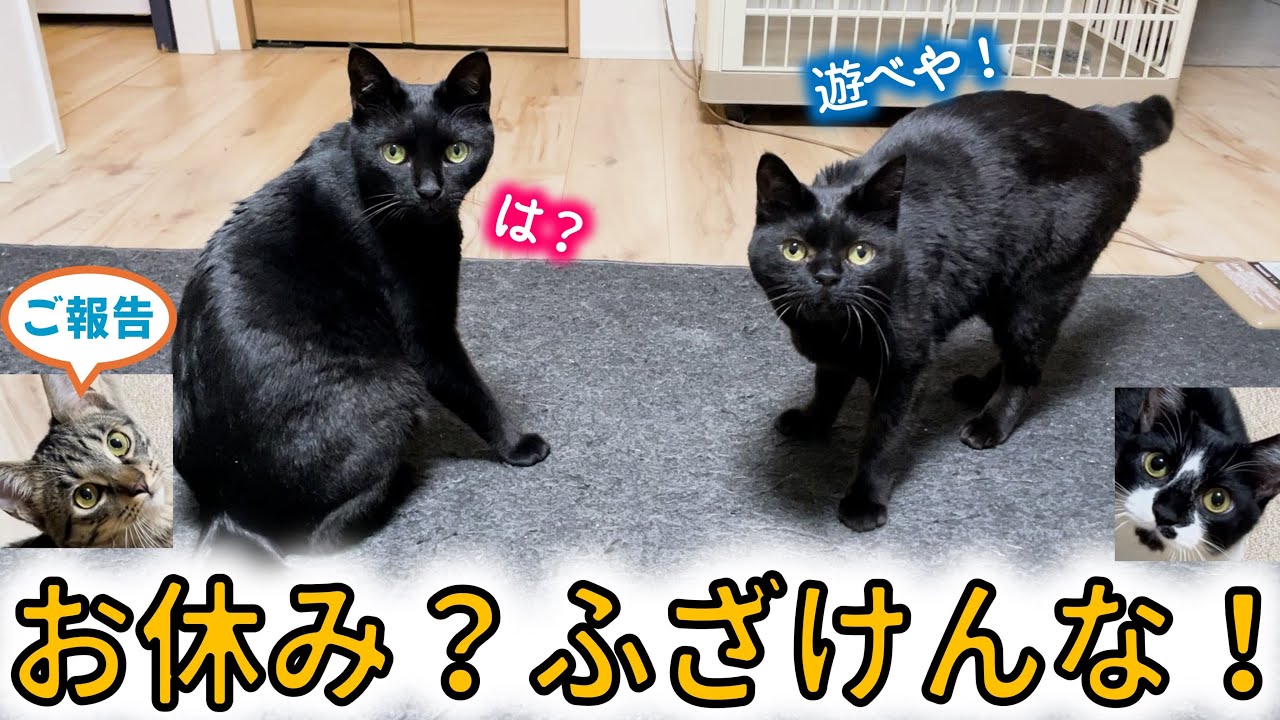The kitten has left, and Norio and Konbu are living with two black