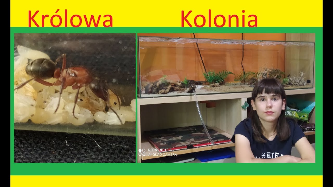 114. Jak hodować mrówki od samotnej królowej do ogromnej kolonii.