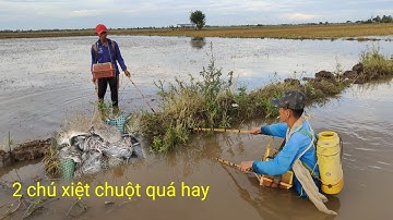 cặp đôi xiệt chuột đồng bắt kiểu này chuột hết chạy thoát. quá hay chuột nhiều thấy mê 