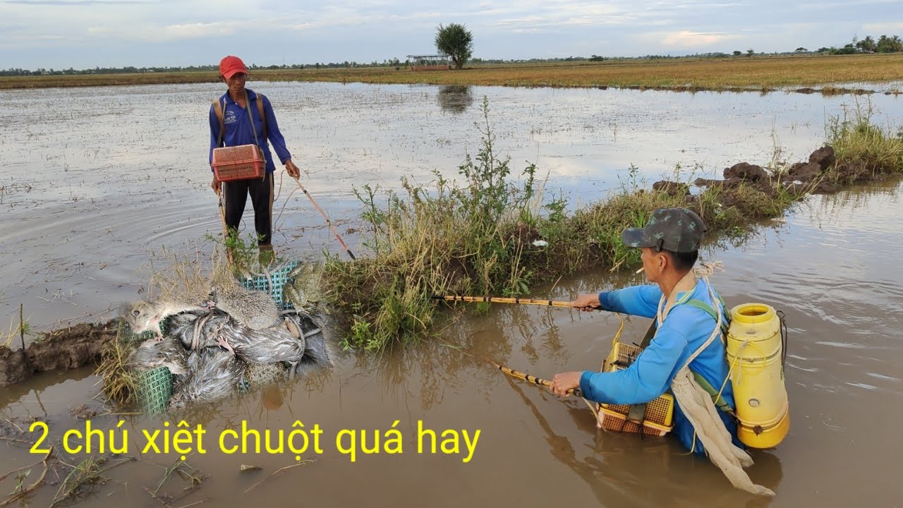 cặp đôi xiệt chuột đồng bắt kiểu này chuột hết chạy thoát. quá hay chuột nhiều thấy mê 