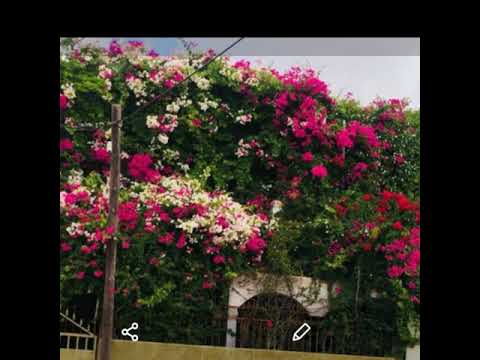 فزعه بني حسن للسلطيه محمد العموش 2021