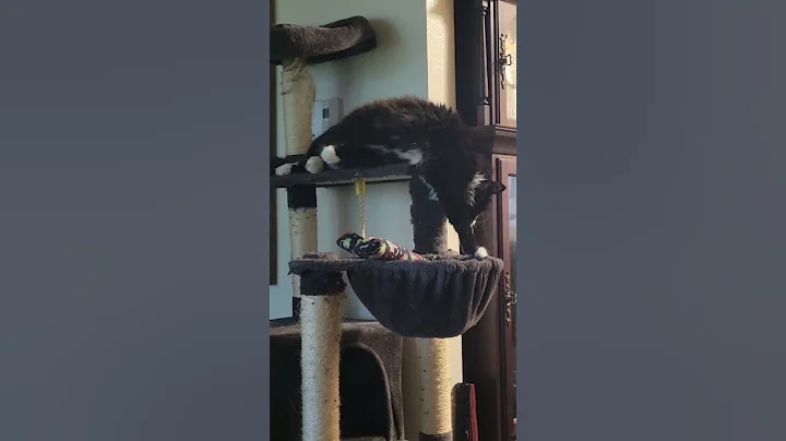 Video 2621581: mainecoon cat kitty cute, mainecoon kitty funny cats, mainecoon cute kittycat, kitty cuddles