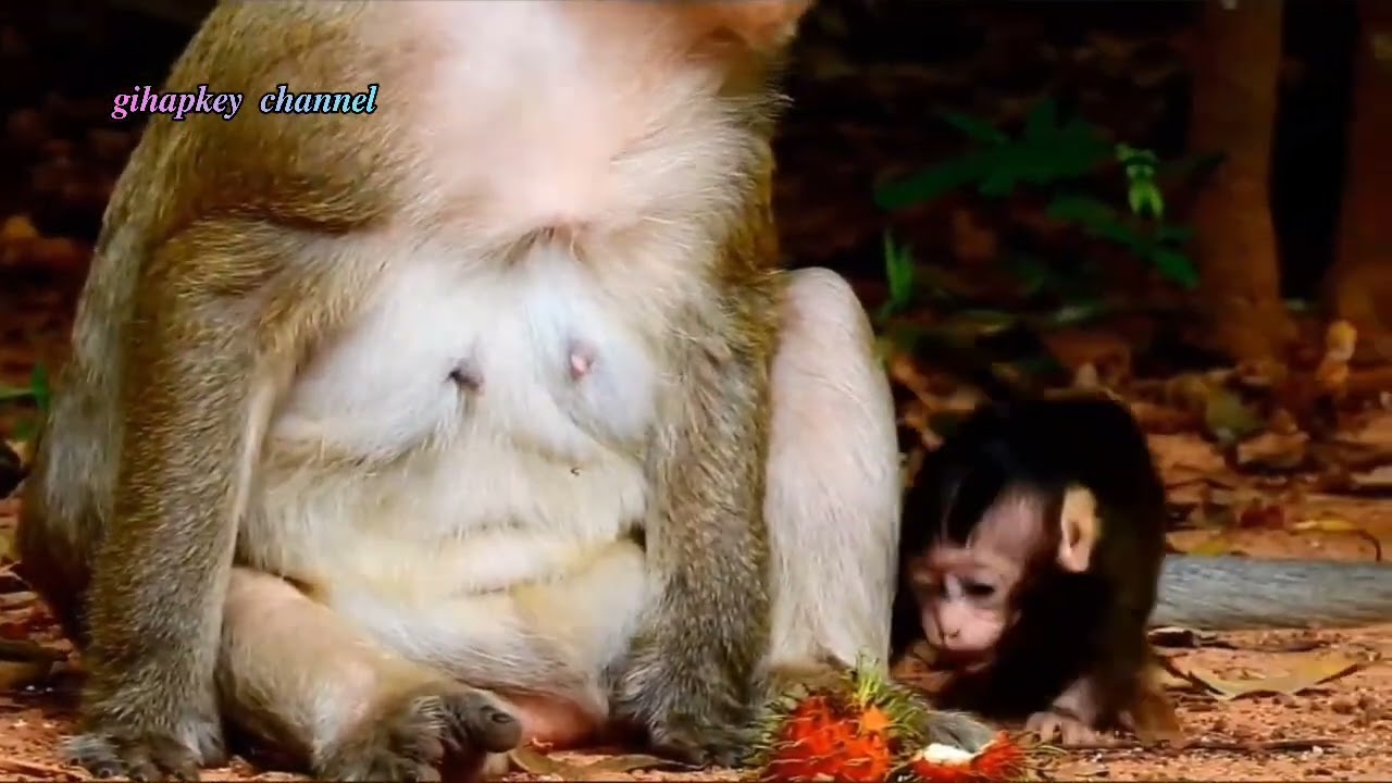 Tumbuh sehat ✅ kenakalan anak monyet mulai terlihat