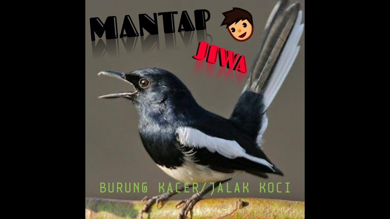 Suara burung kacer//Jalak koci 