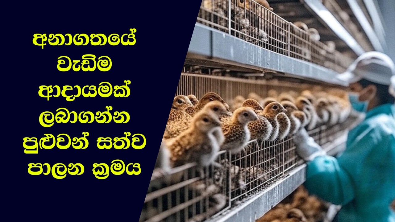 අඩුම මිනිස් ශ්‍රමයකින් වටු කුරුල්ලන් ඇති කරන විදිහ