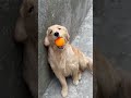 Golden retriever #ilovemygoldenretriever