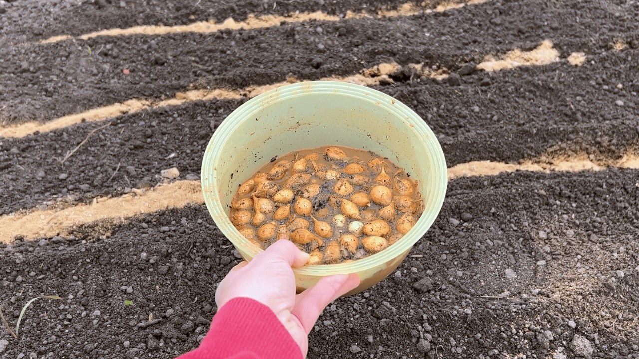 Add this to the soil before planting onions. Double your harvest