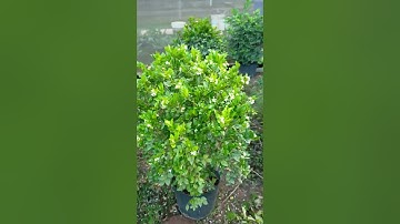 Chọn cây nguyệt quế gốc to đẹp gửi khách 0977973535