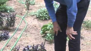 African Blue Basil Herb Video On Growing Instructions - HerbFest