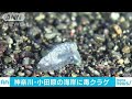 小田原市の海岸に毒クラゲ60匹・・・刺されると激痛(18/07/02)