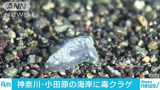 小田原市の海岸に毒クラゲ60匹・・・刺されると激痛(18/07/02)