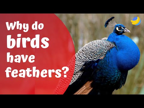 فيديو: هل يحافظ الريش على دفء الطيور؟