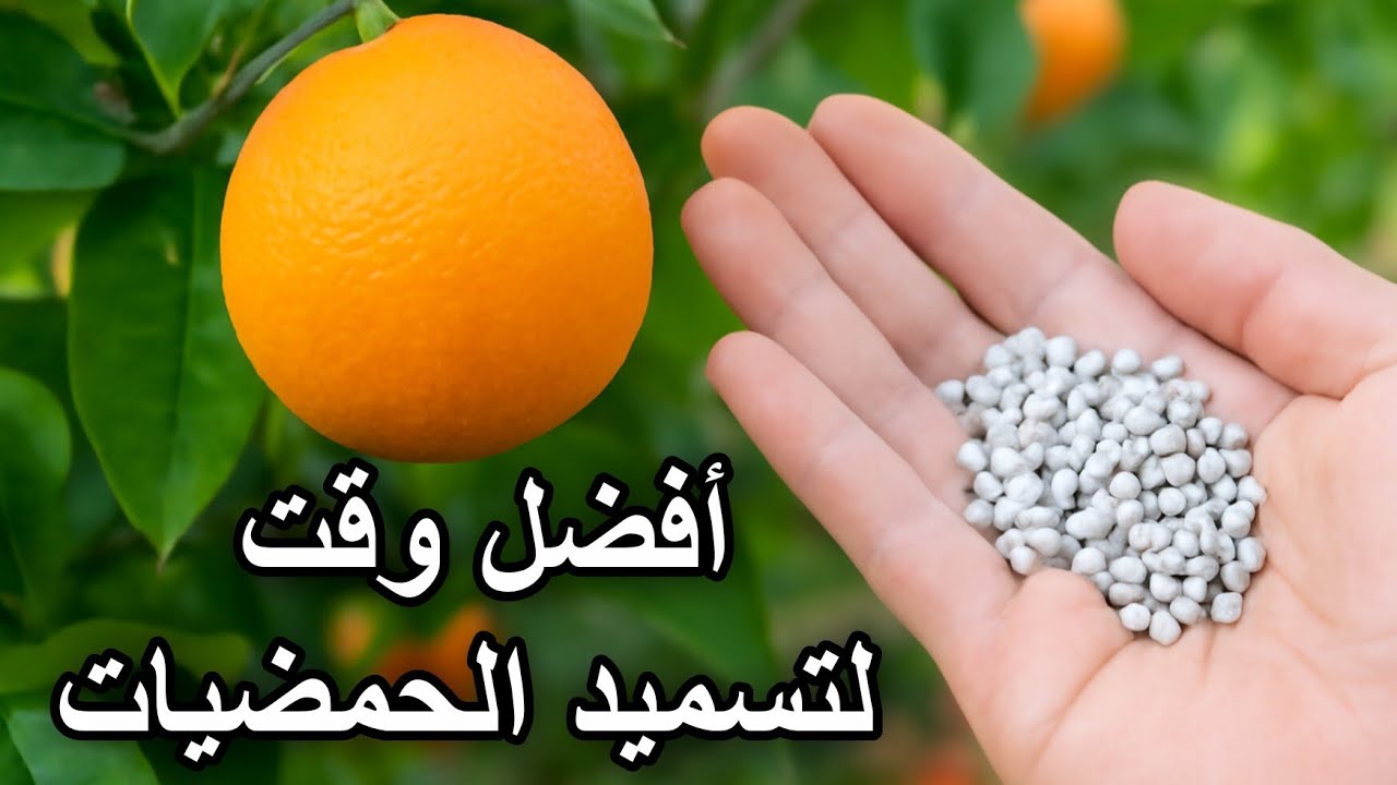 أفضل وقت لتسميد الحمضيات… ولماذا أكتوبر هو الأنسب؟ 🍊