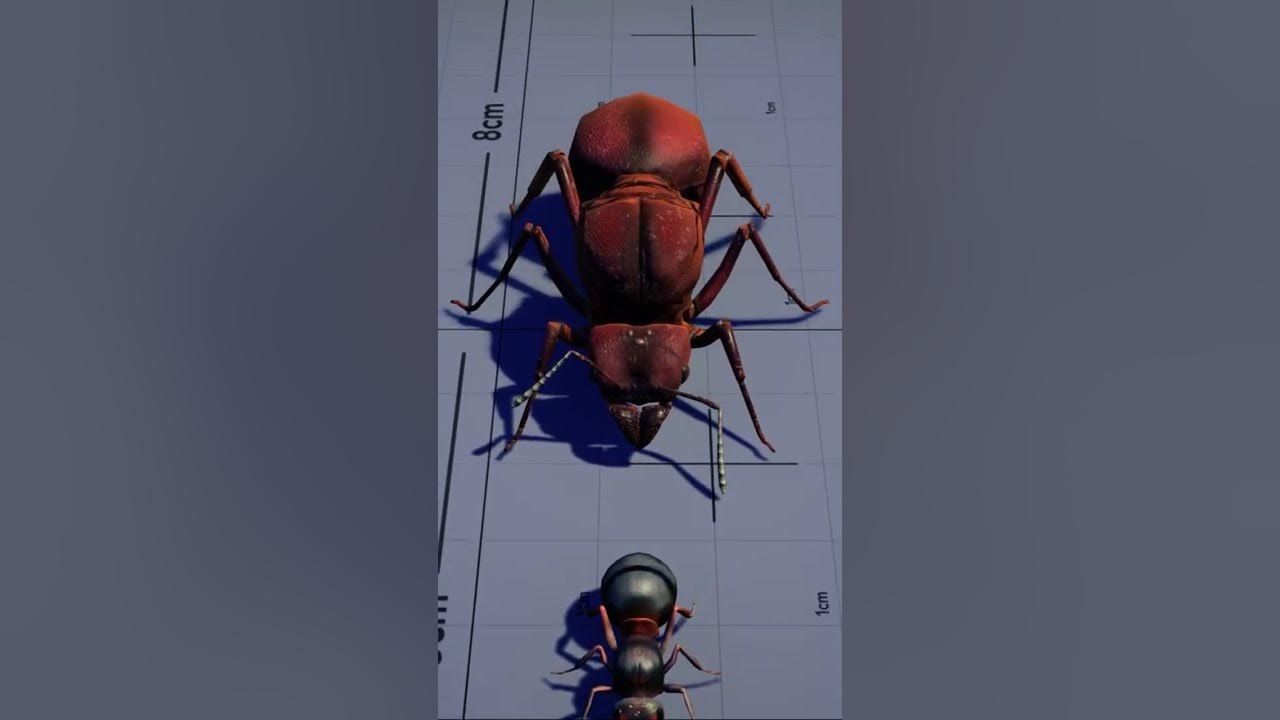 Ant Queen Size Comparison | #Shorts