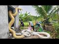 Brave Expert Rescues Younger Sister from Giant White Python