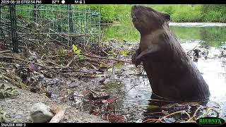 Beaver Deceiver