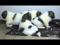 Cachorros Mastin Pirineo · Puppies Pyrenean Mastiff の動画、YouTube動画。