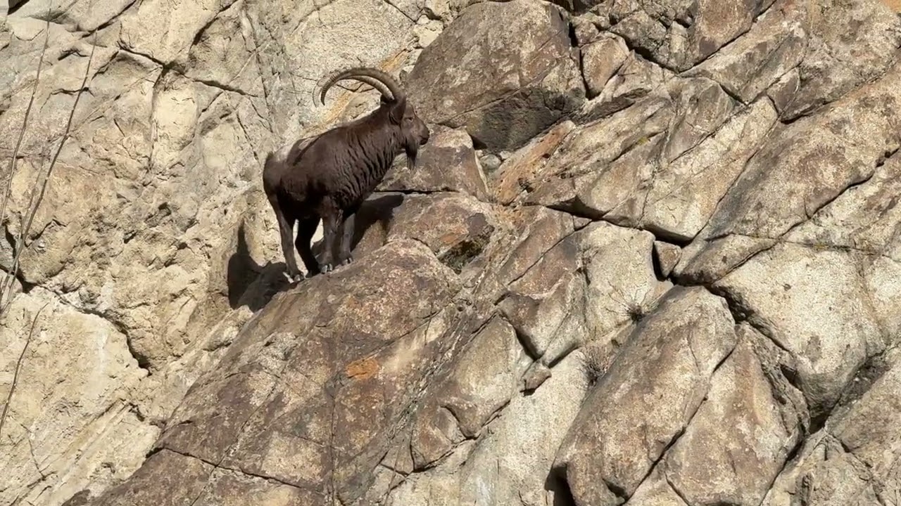 Himalayan I Bex in North Pakistan 