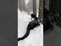 Leopard vs Rottweiler