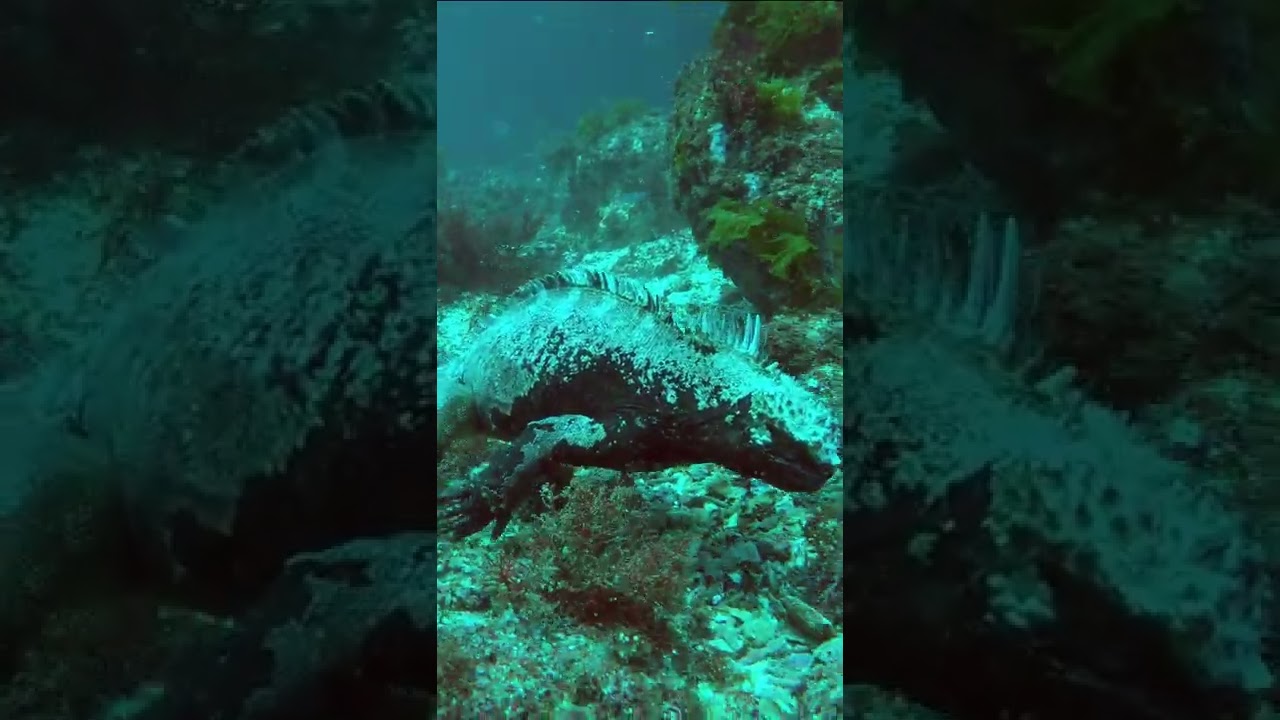 Marine iguana feeding underwater. Diving with marine iguanas, Galápagos. 