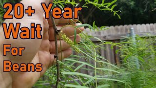 Mesquite Tree Blossoms Took Over 20 Years To Arrive | Edible Native Fruit Bloom | Honey Mesquite