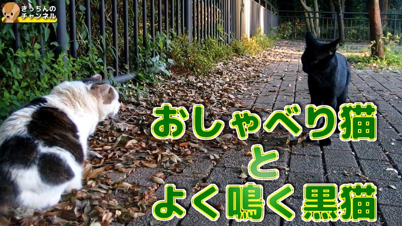 野良猫 おしゃべり猫とよく鳴く黒猫 Youtube