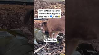 #blues #canada #western #usa #photooftheday #uk  #beautiful #animals #rural #shorts #pets #viral