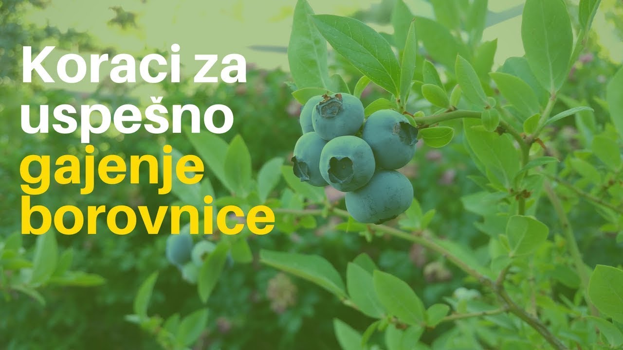 Nekoliko proverenih koraka za uspešno gajenje borovnice