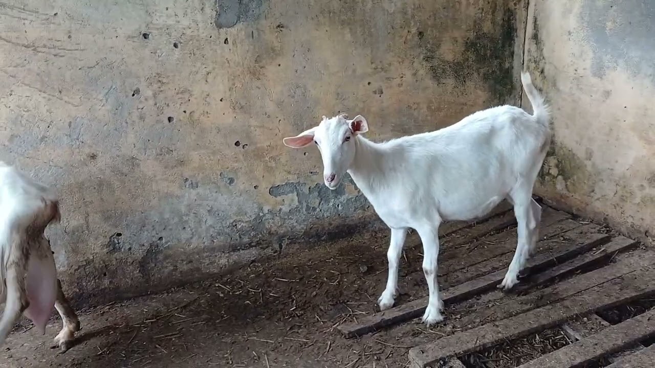 Mostrando a cabritinha branca de neve que nasceu # Fazenda 