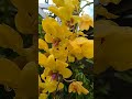 DENDROBIUM MAYNEAL SRISOPOL x URAIWAN