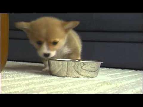 Cute Corgi Puppy コーギー子犬 きなちゃん Youtube