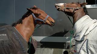 ESNZ Eventing Canterbury Three Day Event