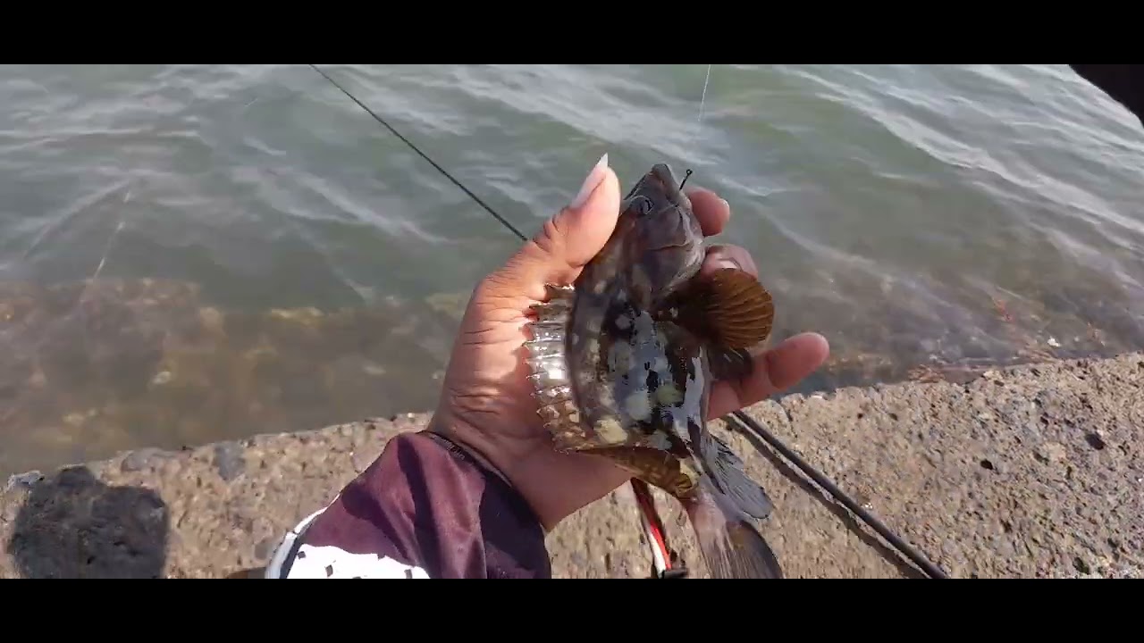 Lempar sikattt!!! Mancing dam tahu#Semarang