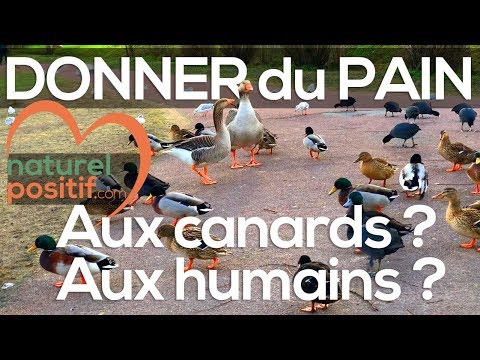 Vidéo: Faut-il donner du pain aux canards ?