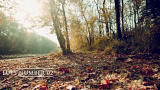 Cinematic Autumn Golden Forest LUTs Pack 🍂 | Warm Fall Film Look for Travel & Outdoor Videos screenshot 5