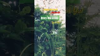 Jangan Ada Dusta - Brury Marantika - Dewi Yul #shorts #lagu #nostalgia @Radiojaddoels