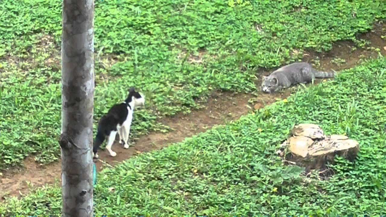 Crazy Costa Rican Cats YouTube