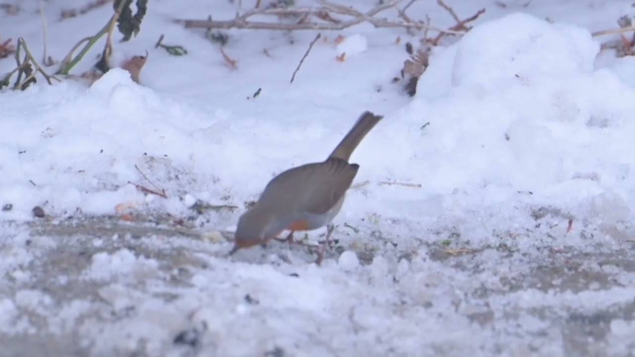 2026_01_13 European Robin - Montreal, Canada (slow motion)