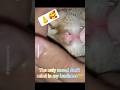 I need more noses like this one👃🥰🥰...#shortsfeed #cat #catvideos #viral