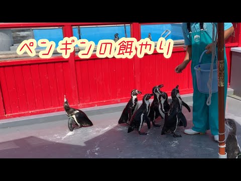 ペンギンの餌やり