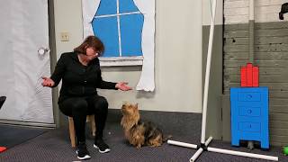 Cat In The Hat  Australian Terrier, Maddie, 2019 AKC Trick Dog Virtual Competition