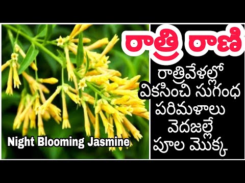 ' ' | How To Grow x Care Night Blooming Jasmine |Raat Ki Rani |Night Queen Plant Care