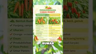 Capsicum Annuum Cabai, Tanam cabai di Pot berbuah lebat #cabai #cabairawit