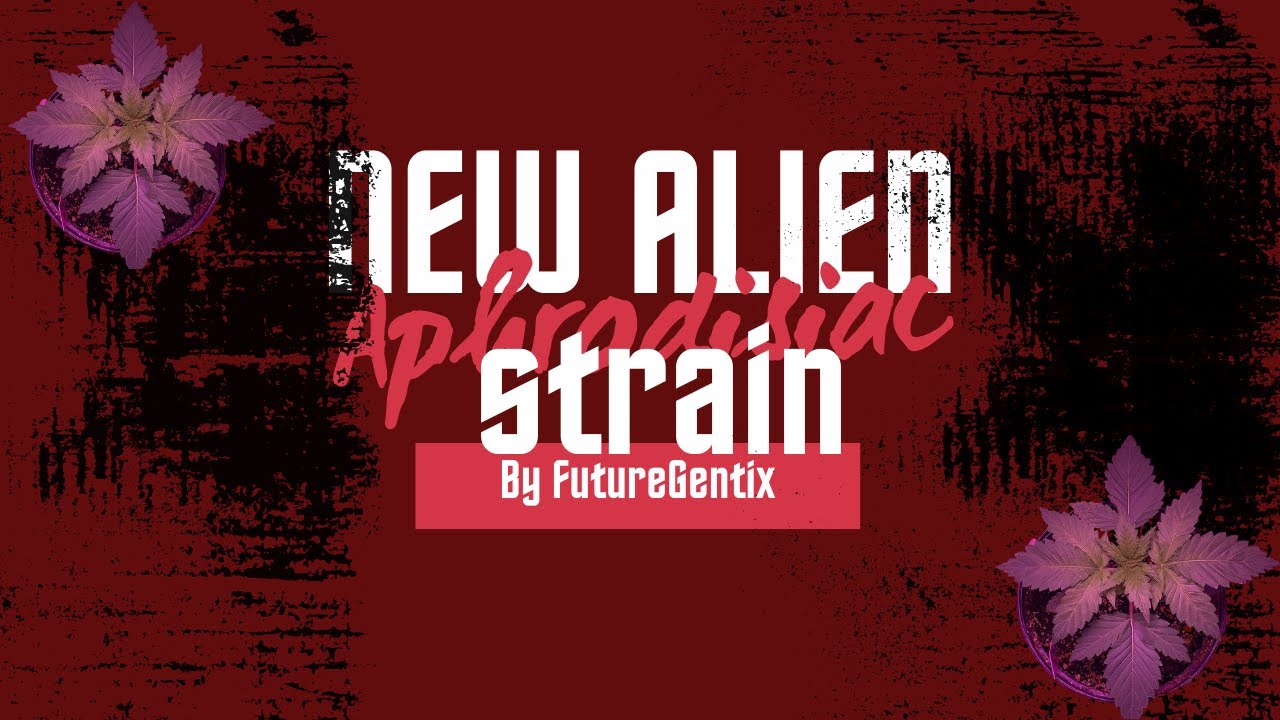 Sapphire Scout and ASD by Humboldt Seed Organization. Featuring Alien Aphrodisiac