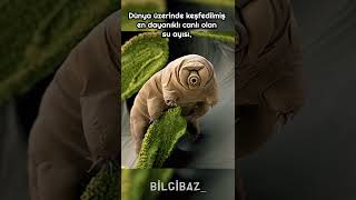 En Dayanıklı Canlı Su Ayısı