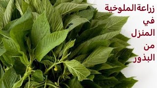 طريقة زراعة الملوخية من بذور